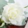 Artificial flowers "Rosa Terition" 12x60 cm, white