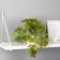 Bonsai in the Pot "Singonium Eleagant" 9x19 cm, green