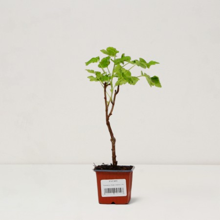 Wright gooseberry "Jostaberry", pot P9, Summer 2024-2