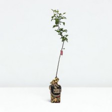 Seedling apple tree with a stam -blessed news, winter variety, pot 2l., Summer 2024