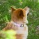 Collar "juicy mood", fastener - fastx, 2.5 cm, 40-55 cm