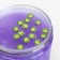 Two -layer slime "Sea" with charming, purple, 350 g