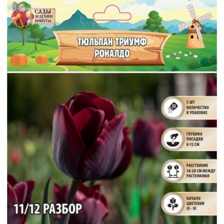 Tulip Triumph Ronaldo, river 11/12, 5 pcs, autumn 2024
