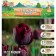 Tulip Triumph Ronaldo, river 11/12, 5 pcs, autumn 2024