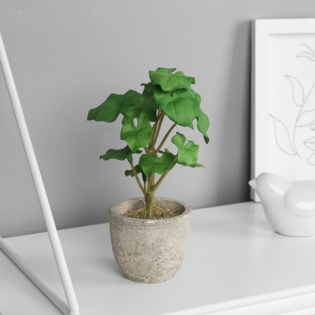 Bonsai in the pot "Filodendron Sello Elite" (soft sheet) 14x6 cm, mix