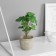 Bonsai in the pot "Filodendron Sello Elite" (soft sheet) 14x6 cm, mix