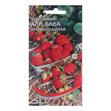 Strawberries "Ali Baba" large-fruited, 60 pcs
