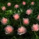 Garland “thread” 4.5 m with nozzles “roses”, IP44, dark thread, 30 LED, glow red, 2 modes, solar battery
