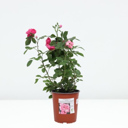 Rose Floribunda Angela, C3.5 pot, H25-45, 1 pc, summer 2024-2