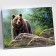 Picture on the numbers "Siberian brown bear", 40 × 50 cm, 20 colors