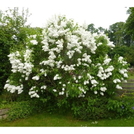 Sahenian Ordinary Lilac "Agnes Smith", P9 pot, summer 2024