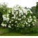 Sahenian Ordinary Lilac "Agnes Smith", P9 pot, summer 2024