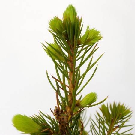 Spruce prickly glaucy "mastic BLLU", P9, 1pc, h 3-20 cm, summer 2024-4