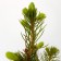 Spruce prickly glaucy "mastic BLLU", P9, 1pc, h 3-20 cm, summer 2024