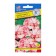 Seeds of indoor flowers geranium "apple color", F1, 5 pcs.