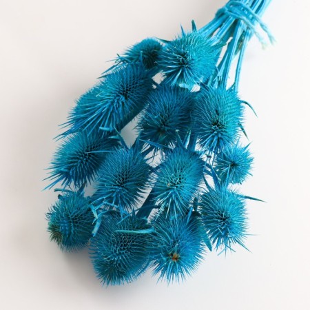 Set of dried flowers "Brush", banch 7-8 pcs, length 50 (+/- 6 cm), bright blue-2
