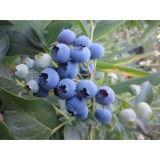 Blueberries are tall river, s2 pot, n20-40 height, 1 pc, summer 2024