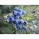 Blueberries are tall river, s2 pot, n20-40 height, 1 pc, summer 2024