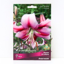 Lilies from hybrids Anastasia, 14/16 rr, 2 pcs. 100 h (cm), autumn 2024