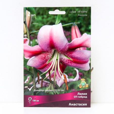 Lilies from hybrids Anastasia, 14/16 rr, 2 pcs. 100 h (cm), autumn 2024