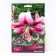 Lilies from hybrids Anastasia, 14/16 rr, 2 pcs. 100 h (cm), autumn 2024
