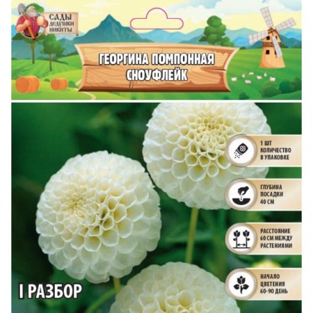 Georgin Pomponon "Snowflaik", rr cm, i, 1 pc, spring 2024