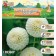 Georgin Pomponon "Snowflaik", rr cm, i, 1 pc, spring 2024