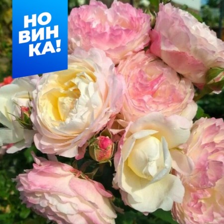 Rosa Floribunda Andre Brisha