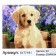 Picture on numbers on canvas with a subframe of Labrador Puppy, 40x30 cm