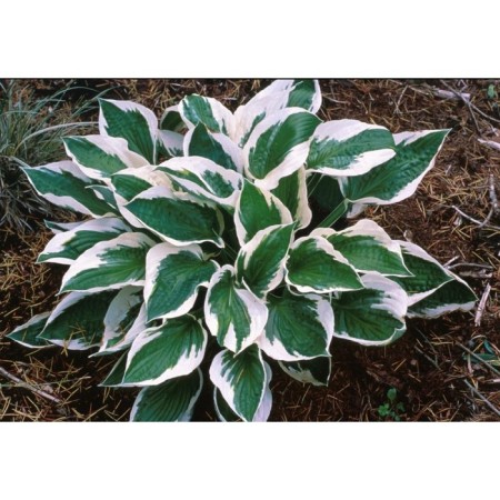 Khosta Fordun Patriot, C2 pot, H10-50 height, 1 pc, summer 2024