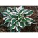 Khosta Fordun Patriot, C2 pot, H10-50 height, 1 pc, summer 2024