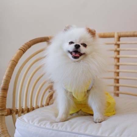 Dress for dogs Culinary, L (DS 32, Osh 38-42, OG 44-48), Yellow-9
