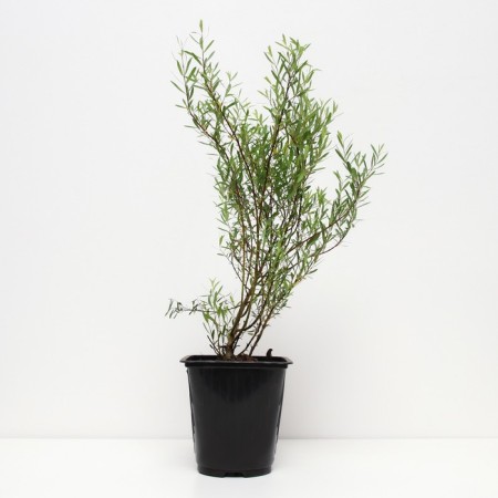 IV PURPURA NANA, C2 pot, H10-50 Height, 1 pc, summer 2024-1