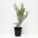 IV PURPURA NANA, C2 pot, H10-50 Height, 1 pc, summer 2024