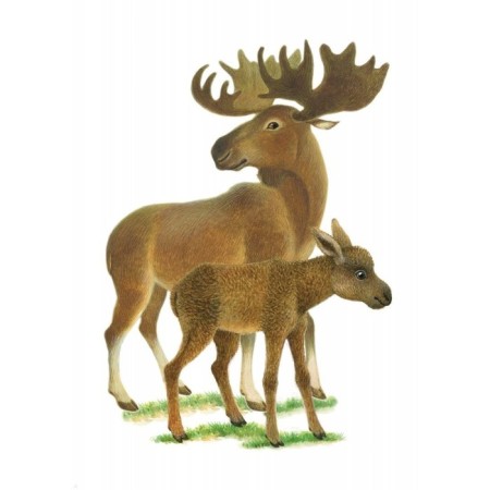 Forest animals. Kulikovskaya T.-1