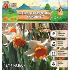 Narcissus Large-crop chromacolor, rr 12/14, 4 pcs, autumn 2024
