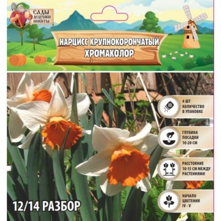 Narcissus Large-crop chromacolor, rr 12/14, 4 pcs, autumn 2024