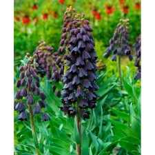 Ryabchik Persian, 18/20 rr, 1 pc, 60-90 h (cm), autumn 2024