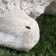 Garden figure "lamb lies" 29x15x17cm ////