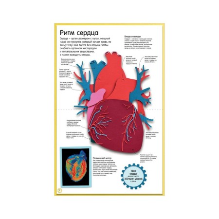 How the human body works. A colorful guide to our body. Winston Robert-8