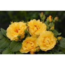 Seedling rose Parkovaya 