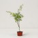Dlanical maple seedlings/fan "Emerald Lace", pot P9, Summer 2024