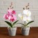 The composition in the pot "Orchid" 7x23 cm, mix