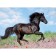Ravensburger puzzle "Beautiful Horse", 200 elements