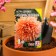 Seeds of flowers Astra Pionovid "Apricot", 0.2 g