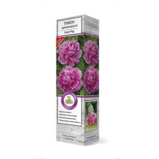 Pion tree peony (grassy grass) 