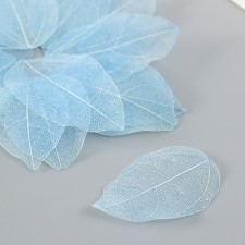 Leaves skeletoned for creativity are 