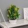Bonsai in the pot "Hoya premium" 23x10 cm, mix