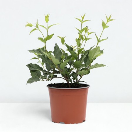 Lilac Meyer Palibin, C2 pot, H10-50 Height, 1 pc, summer 2024-1