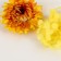 Set of dried flowers "Summer Field"